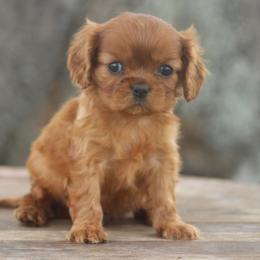 Boy 1 - Ruby male Cavalier King Charles Spaniel puppy in Toccoa, Georgia from Ruby and Black Cavaliers