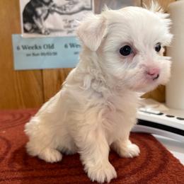 White Female - Parti female Yorkshire Terrier puppy in Bear Creek, North Carolina from Yorkie Time