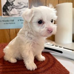 White Female - Parti female Yorkshire Terrier puppy in Bear Creek, North Carolina from Yorkie Time