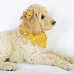 Goldendoodle Puppies from Penny and The Pups