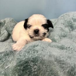 Spot - Black and white male Shih Tzu puppy in Hawthorne, Florida from Simply Southern Shihtzus