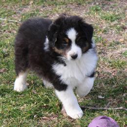 Quincy - Black tri-color male Australian Shepherd puppy in Kansas, Oklahoma from Windy G Farm