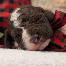 Flint - Brown male Lagotto Romagnolo puppy in West Jordan, Utah from Salt Lake Lagotto