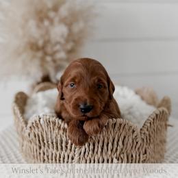Smackerel - Red  male Goldendoodle puppy in Roanoke Rapids, North Carolina from Sweeter than Honey Doodles
