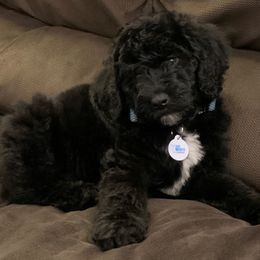 Bernedoodle, Double Doodle, and Goldendoodle Puppies from The Good Doodle