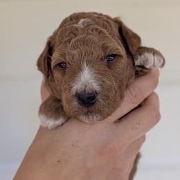 Ginger - Apricot male Poodle puppy in Midland, North Carolina from Alger Farm, LLC
