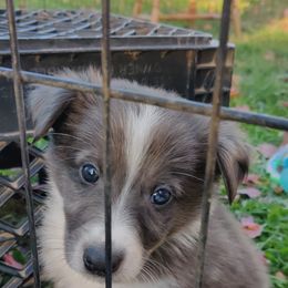 Old Time Scotch Collie Puppies from Lanz Hollow Farm