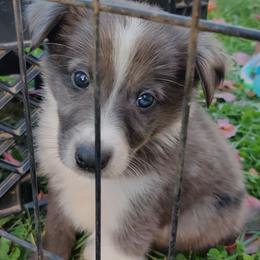 Old Time Scotch Collie Puppies from Lanz Hollow Farm