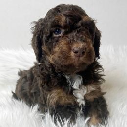 Wren - Red phantom male Aussiedoodle puppy in Clarkston, Washington from Aussiedoodle palace