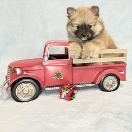 Sable Male - Cream sable male Pomeranian puppy in Princeton, New Jersey from PureLove Poms.