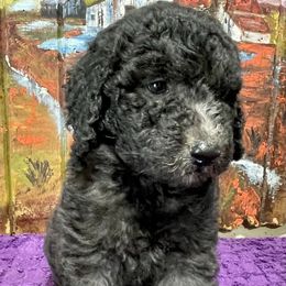George - Black male Labradoodle puppy in Craig, Nebraska from Top Knot Companions Poodles and Labradoodles