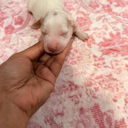 Rodger - Piebald male Dachshund puppy in Magnolia, Texas from Carrie’s Countryside Dachshunds