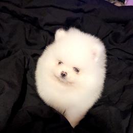 Chase - White male Pomeranian puppy in Miami, Florida from Couture Pomeranians