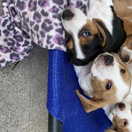 Beagle Puppies from Daisy Mountain Beagles