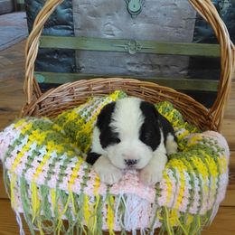 Central Asian Shepherd Dog Puppies from Guardian Dog