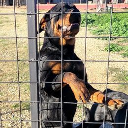 Tinky - Rottweiler