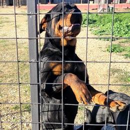 Tinky - Rottweiler