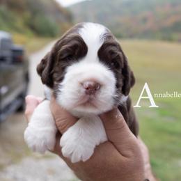 Annabelle - Liver and white female English Springer Spaniel puppy in Manchester, Kentucky from Appalachian Kennels