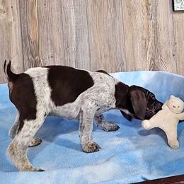 Bailey male 3 - Liver and white German Shorthaired Pointer puppy in Rock Valley, Iowa from Pointers of the Valley