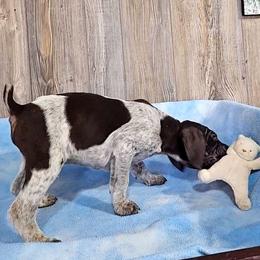 Bailey male 3 - Liver and white German Shorthaired Pointer puppy in Rock Valley, Iowa from Pointers of the Valley
