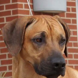 Rhodesian Ridgeback Puppies from Aziza Ridgebacks