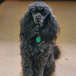 MIA - Poodle