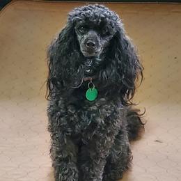 MIA - Poodle