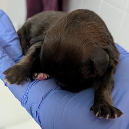 Shihpoo and Shih Tzu Puppies from Pattersons Luv K-9s