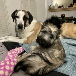 Skye Terrier Puppies from Solana Skye Terriers, Reg.