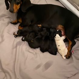 Dachshund Puppies from Dachshund Meadows