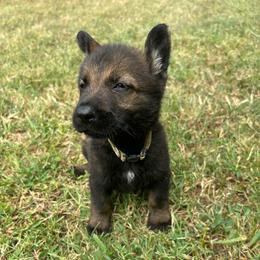 Ranger - Yellow Collar Boy - Sable male German Shepherd puppy in Milan, Illinois from Stonewick German Shepherds