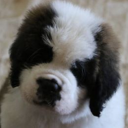 Saint Bernards from Sierra Saints