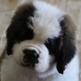 Saint Bernards from Sierra Saints