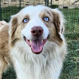 Hunter - Miniature Australian Shepherd