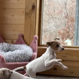 Red pied Boy - White and red male Italian Greyhound puppy in North Carolina from Celtic Sighthounds