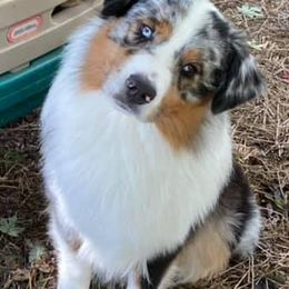 Australian Shepherds from Graffiti Aussies