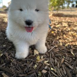 Labrador Retriever and Samoyed Puppies from Carefree Samoyeds & Deserthills Labradors