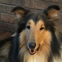 Captain - Collie