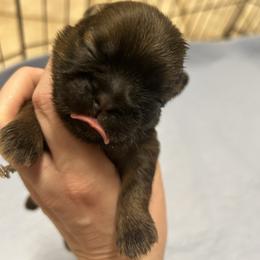 Girl 2 - Chocolate and tan female Shih Tzu puppy in Texarkana, Texas from Buttons and Bows AKC Shih Tzu’s
