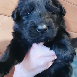 Azar - Black male German Shepherd puppy in Berwick, Maine from Vom Rindahaus Shepherds