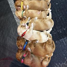 "Puppy line up" Australian Labradoodle Puppies from Blue Line Doodles of Arizona