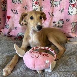 Boy 1 - Light Red Fawn with White - Fawn and white male Greyhound puppy in Steamboat Rock, Iowa from River Valley Canines