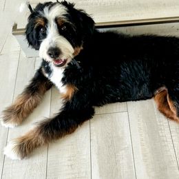 Bernedoodle, Goldendoodle, Poodle, and Sheepadoodle All Grown Up from Dapper Doodles