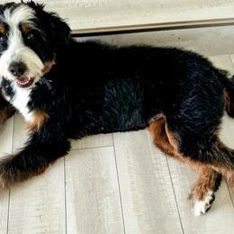 Bernedoodle, Goldendoodle, Poodle, and Sheepadoodle All Grown Up from Dapper Doodles