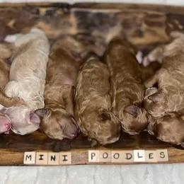 Poodle puppies from Blessed Acres Miniature Poodles