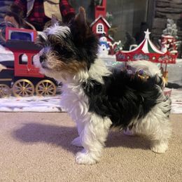 Biewer Terrier Puppies from Southern Star Biewers