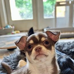 Chihuahua Puppies from Brooks Grove Canines LLC