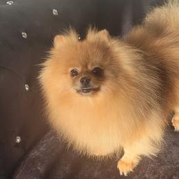 Pomeranians from Marie's Sweetie Poms