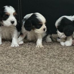 Cavalier King Charles Spaniels from Donavan Rogers