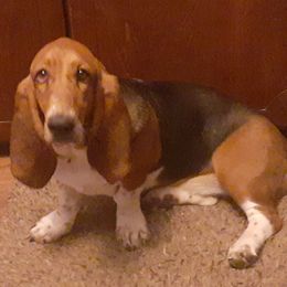 Mabel - Basset Hound